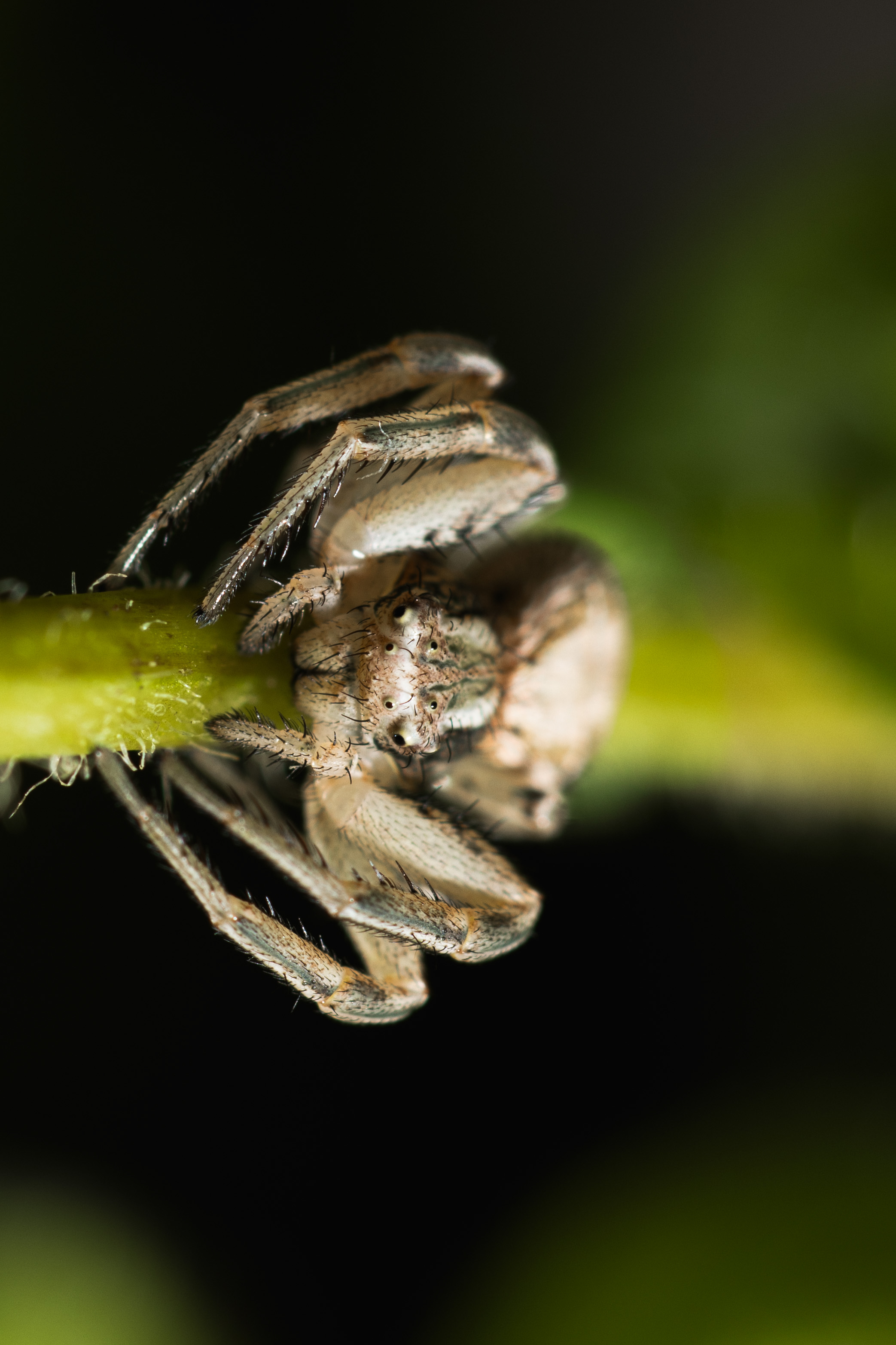 Crab Spider